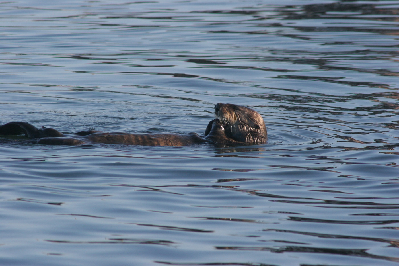 Otter in the water